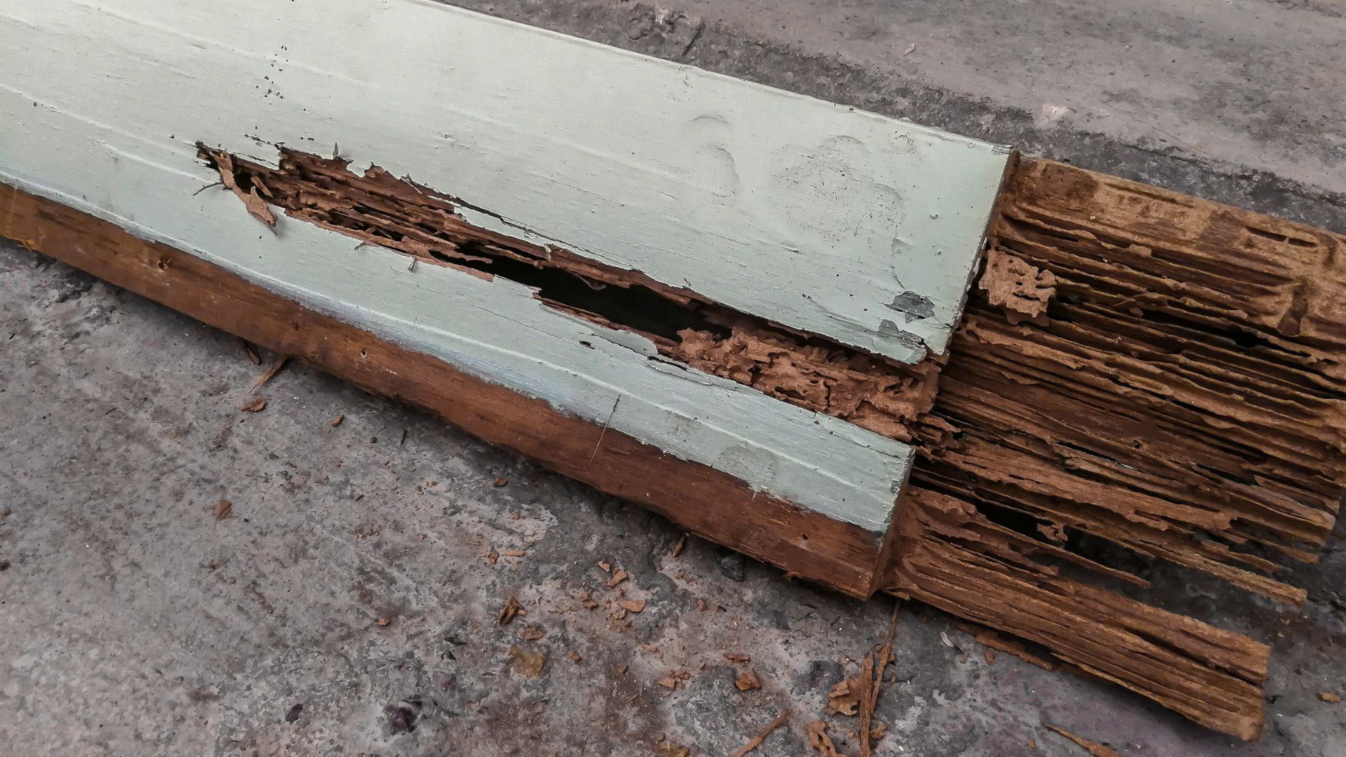 Quels sont les vers qui attaquent votre charpente en bois ?