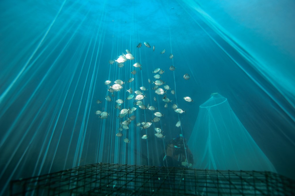 Repeuplement biorestore remy dubas ecocean 5