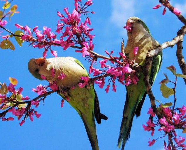 Printemps