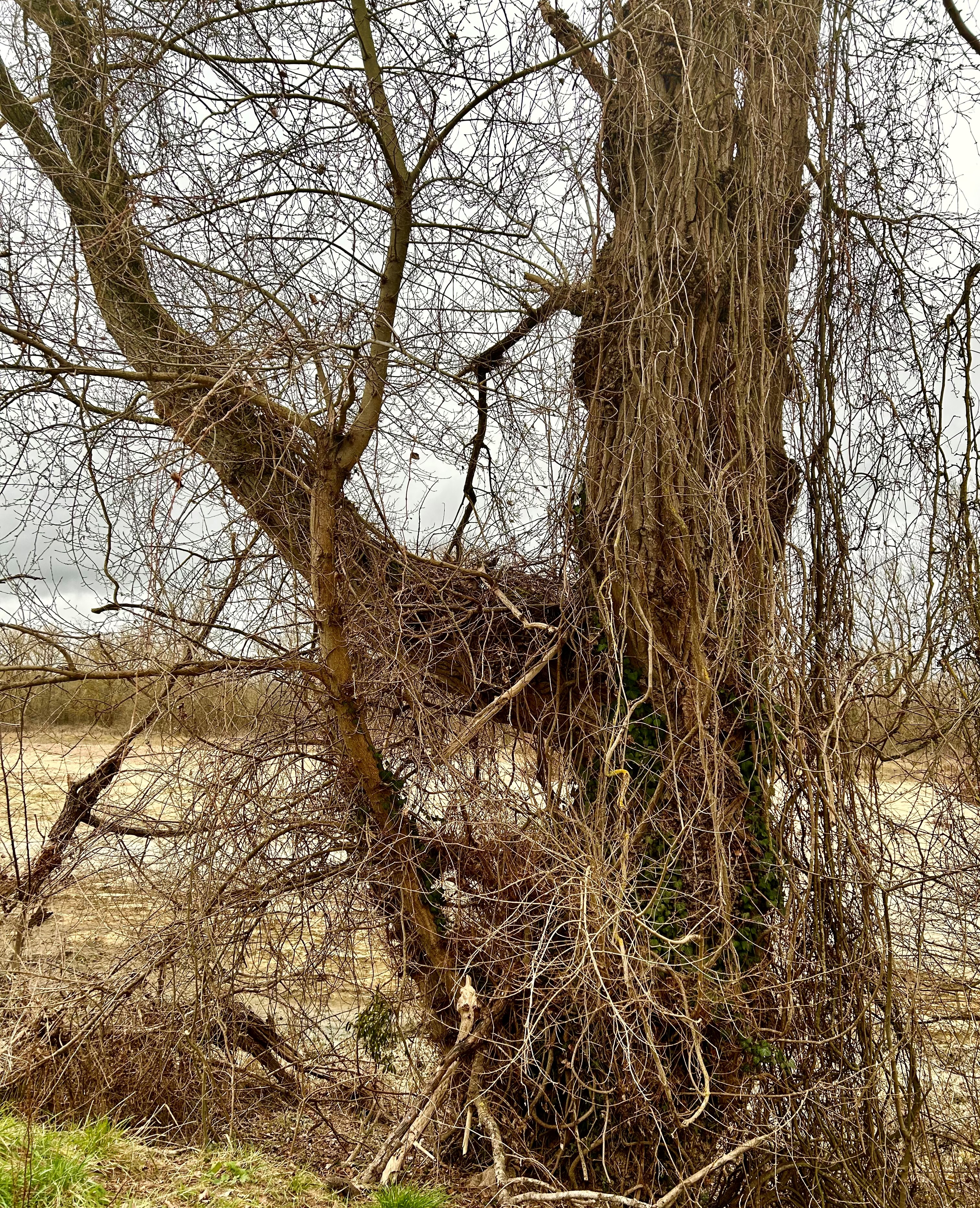 L'Arbre aux mille secrets