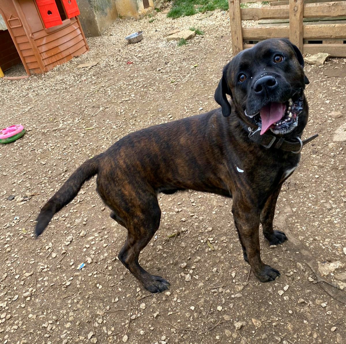 Tyson