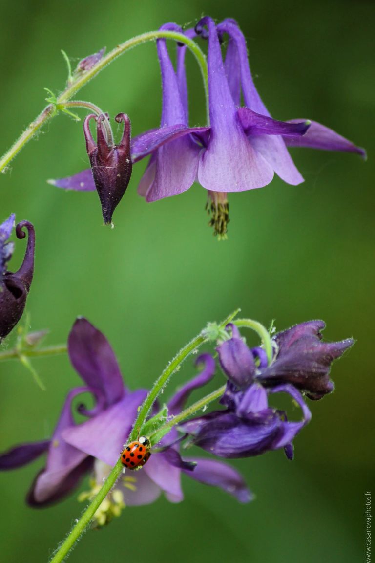 13 ancolie et coccinelle