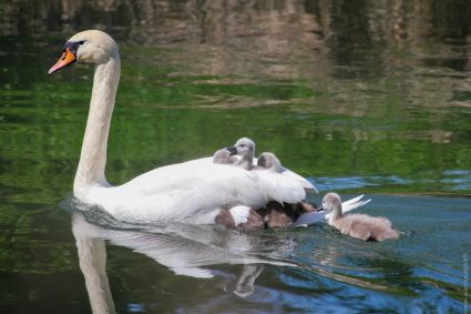 12 cygne et cygneaux