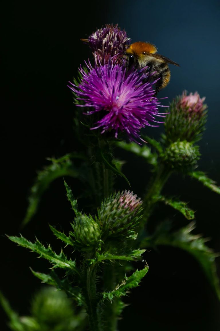 2 abeille sur chardon