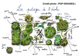 Plan-potager-credit-POP-Graines