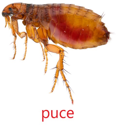 Puce