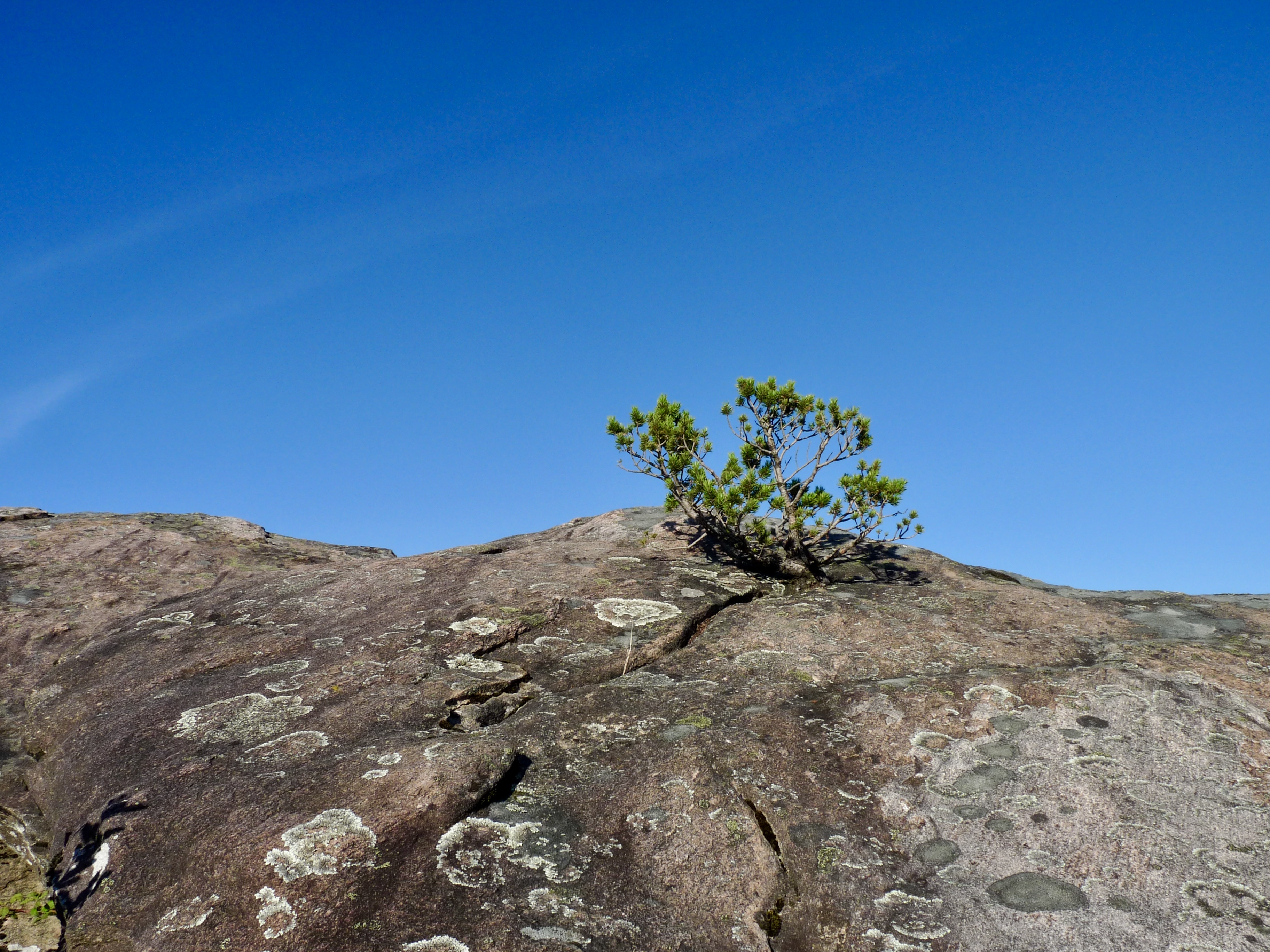 Arbre auba