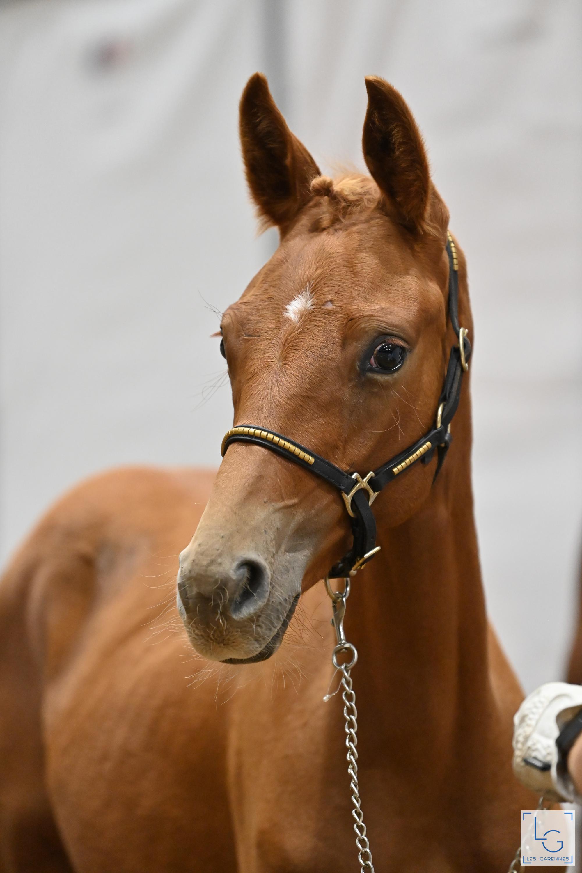2022 10 02francedressage n62 2760