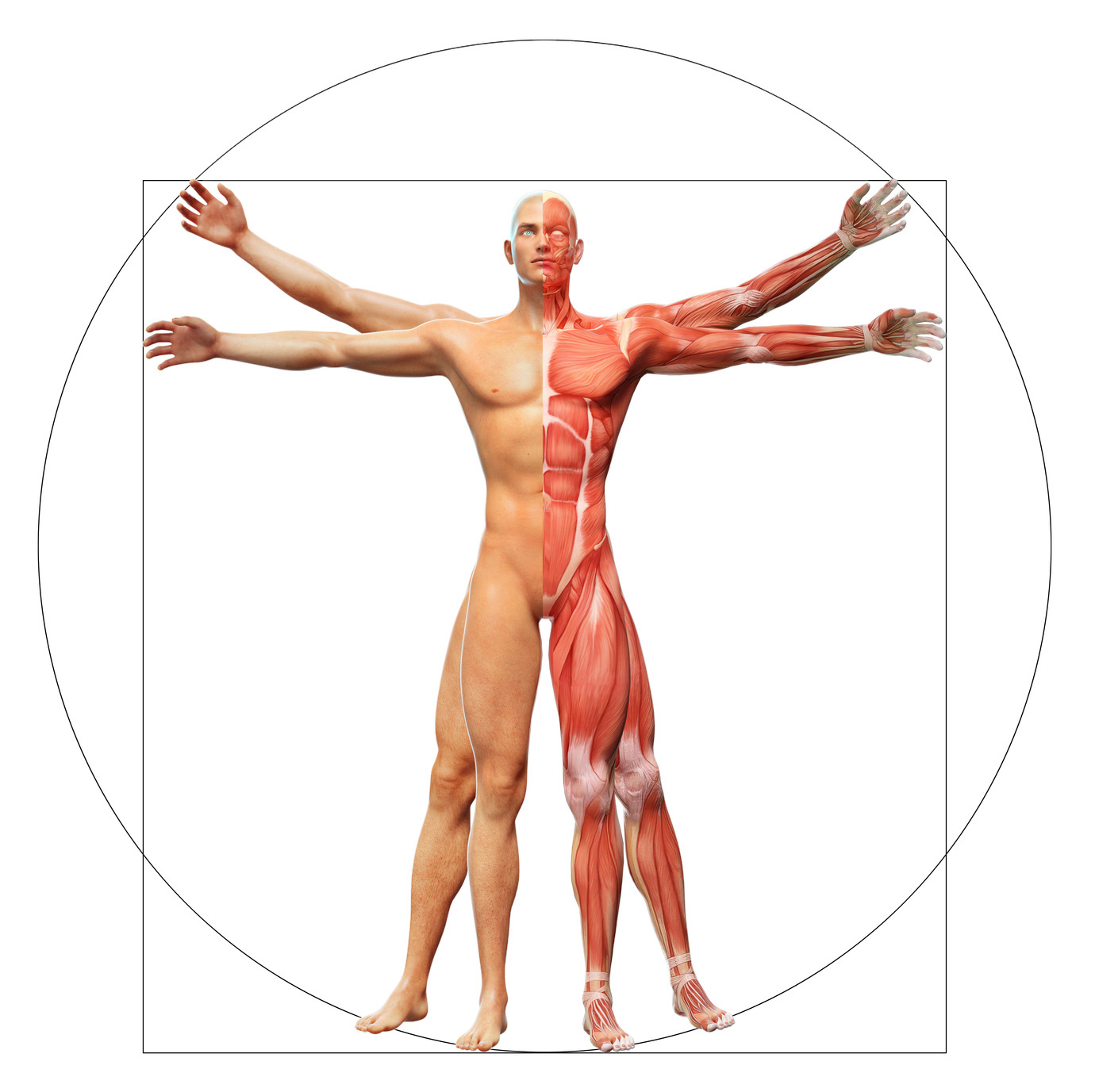 Kinesiologie nancy la sante par le toucher touch for health 2