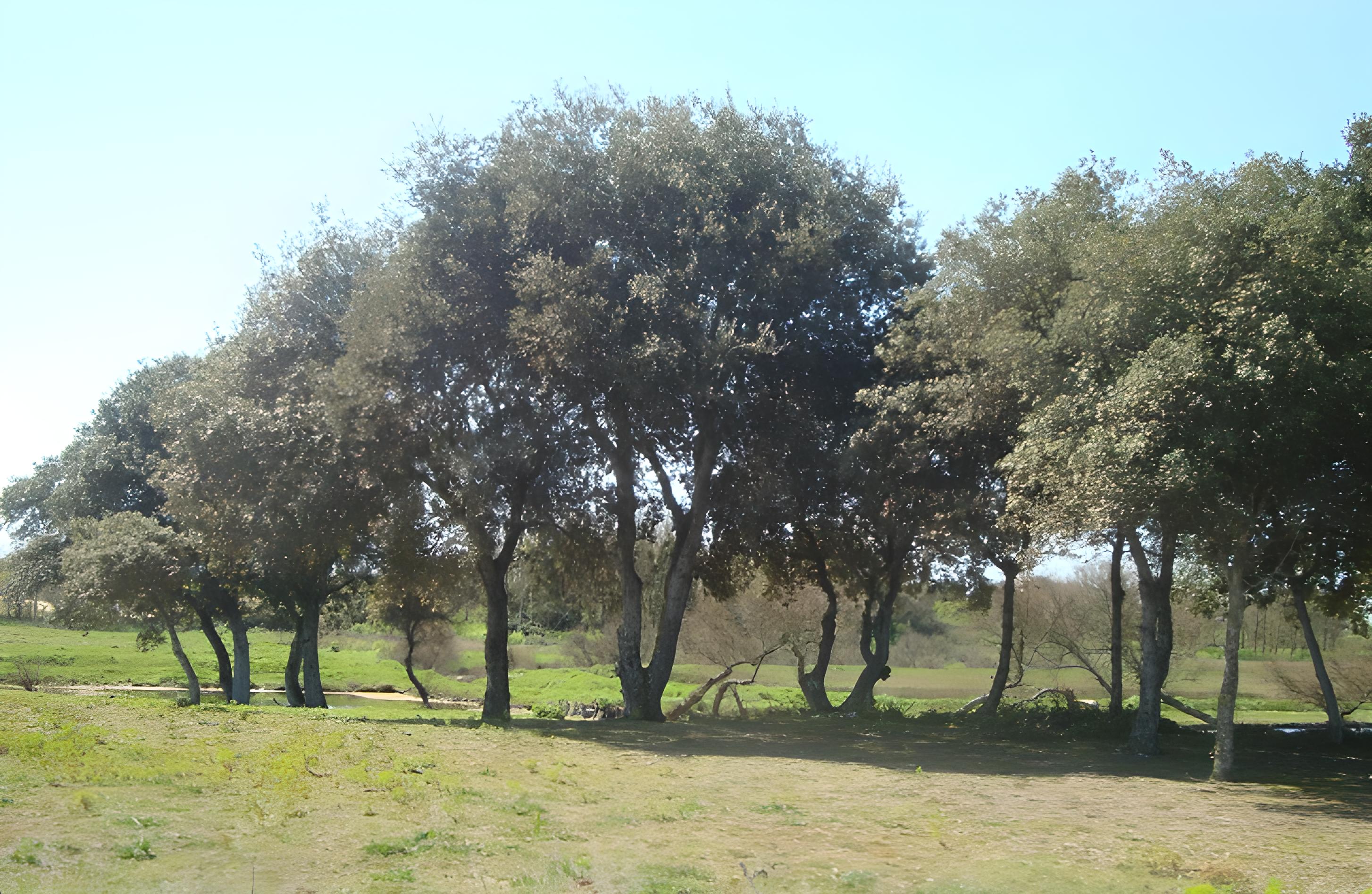 Chauveau chene