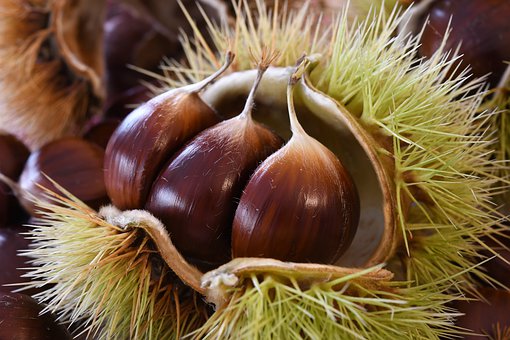 Chestnuts 4528127  340