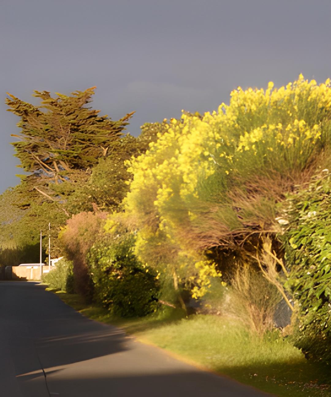 Ste marie jaune
