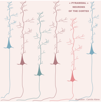 Pyramidal-neurons