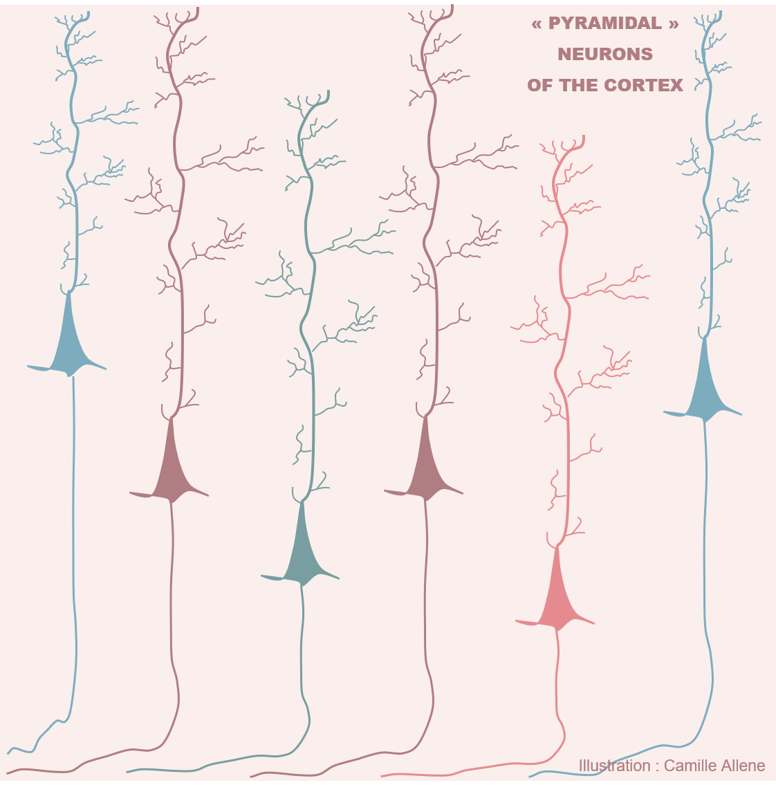 Pyramidal-neurons