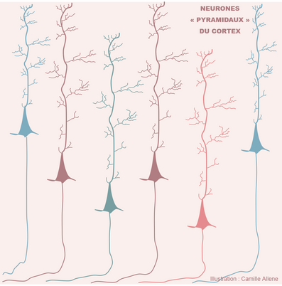 Neurones-pyramidaux