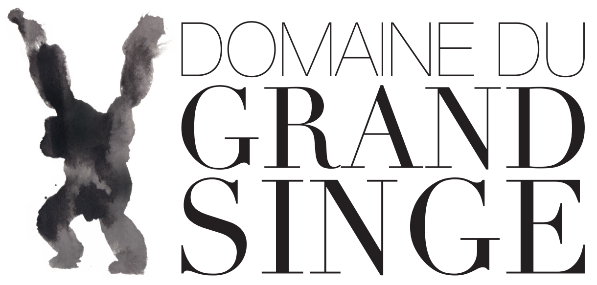 Grand-singe-ok