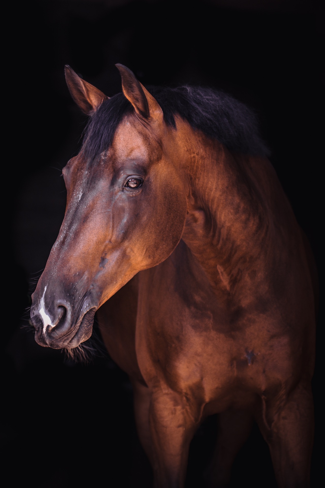 Horse-g47a0fe800 1920