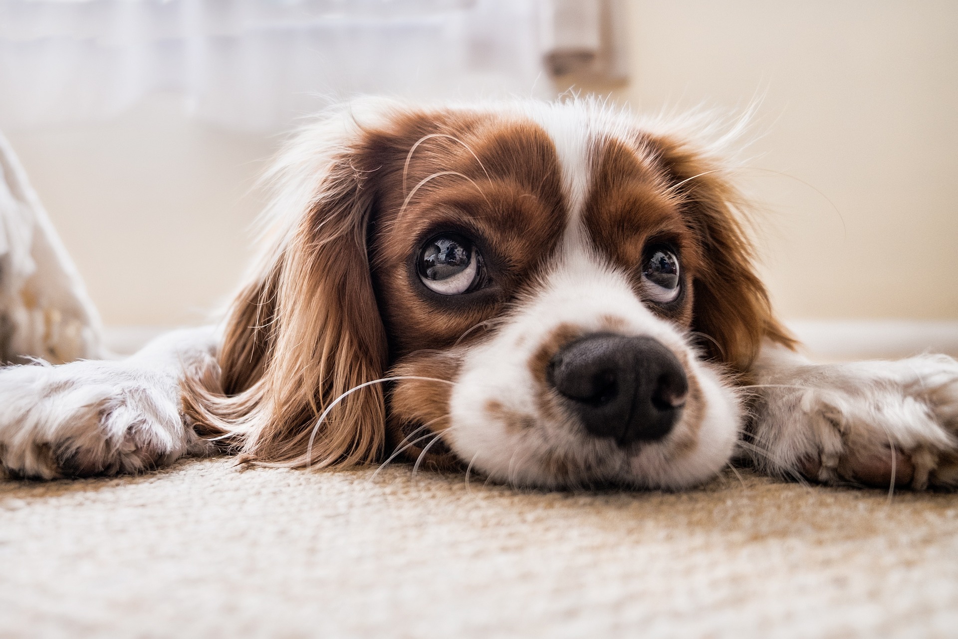 Puppy-gc4d46eed9 1920