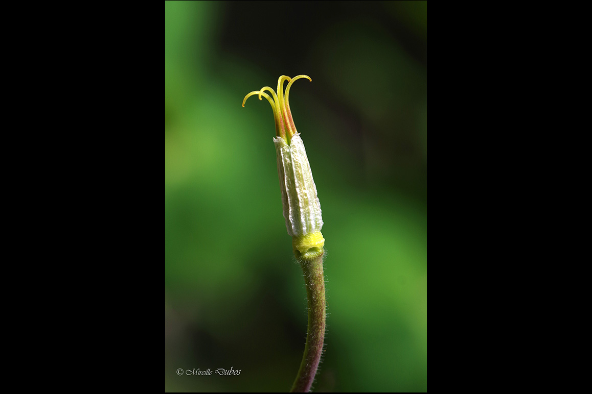 Imgp4771a