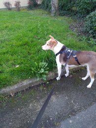 promenades chien angers
balade canine 
promenade canine
dog-walker
pet-sitter