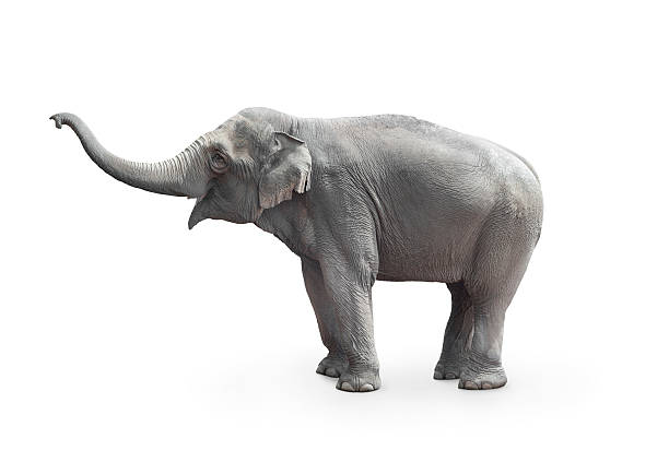 Istockphoto-169940960-612x612