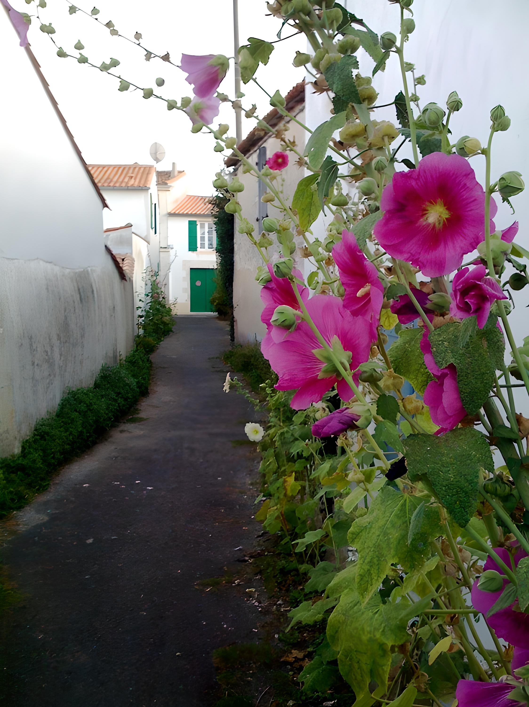 Bois rose