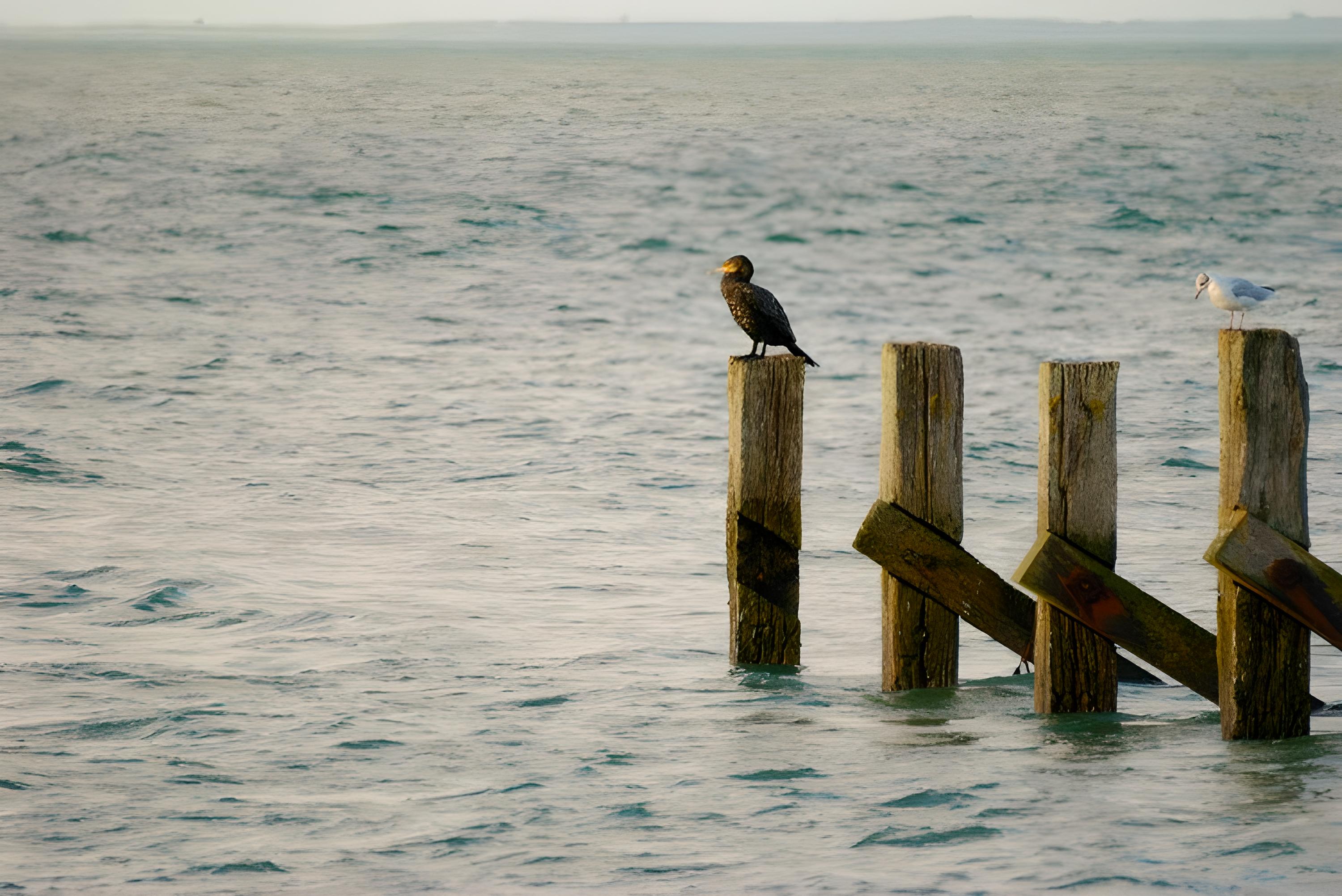 Loix oiseau