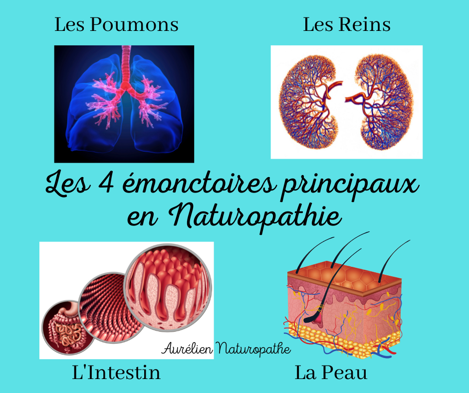 Les-4-emonctoires-principaux