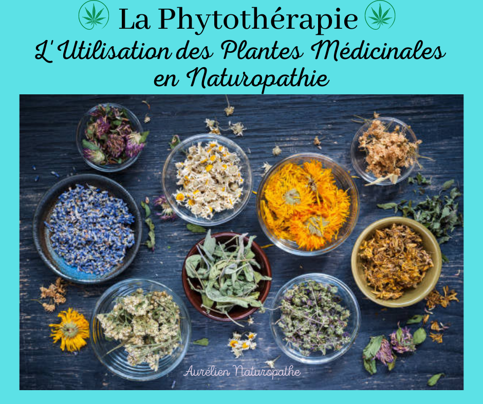 La-phytotherapie-en-Naturopathie