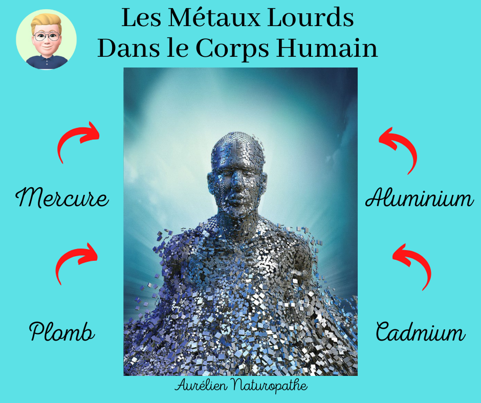 Les-metaux-lourds-dans-le-corps-humain