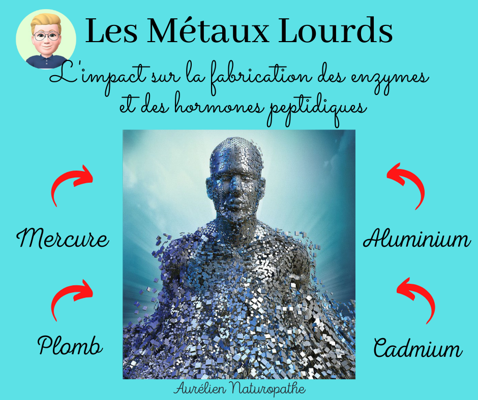 Les-metaux-lourds-et-les-enzymes