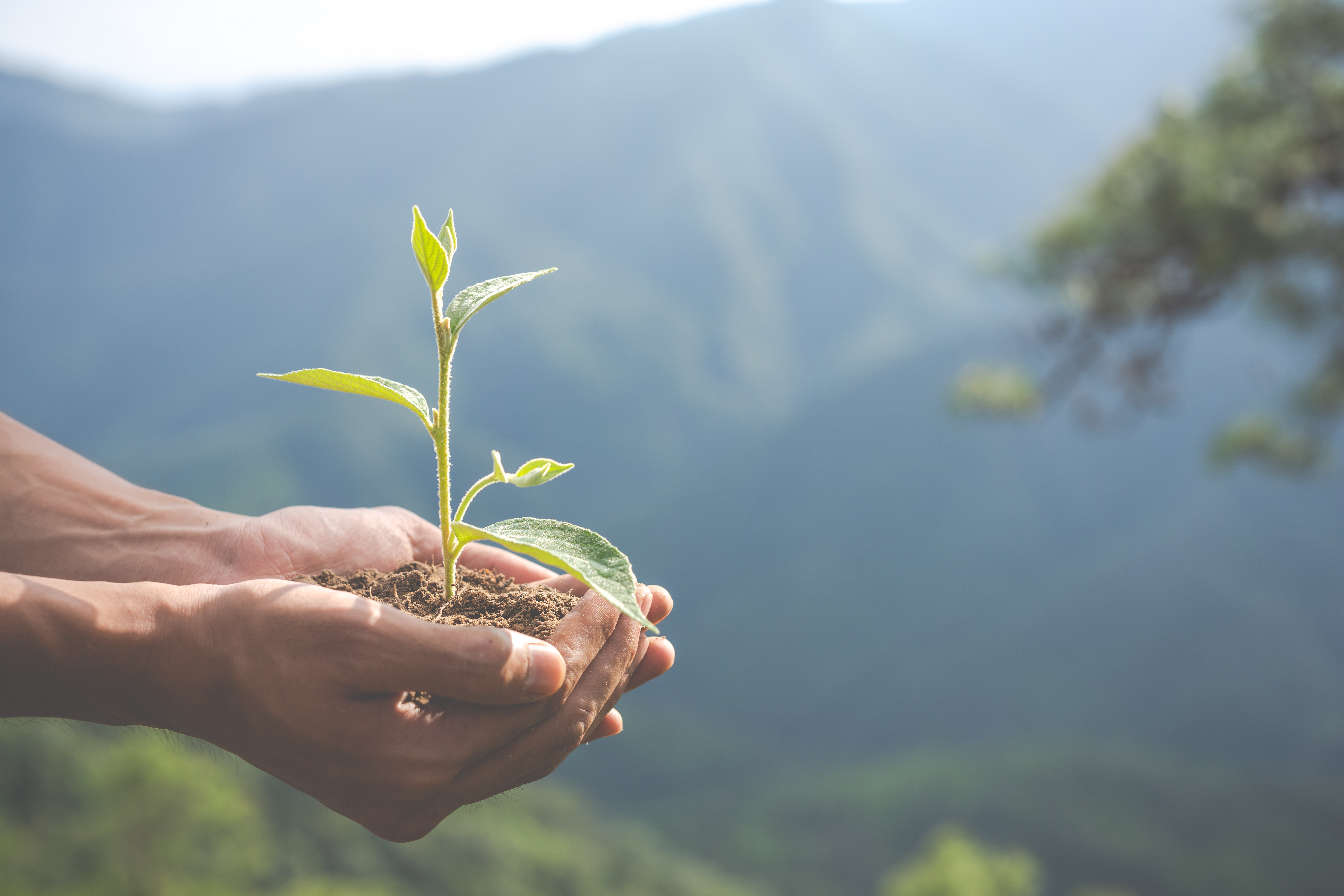 Environmental-conservation-garden-children