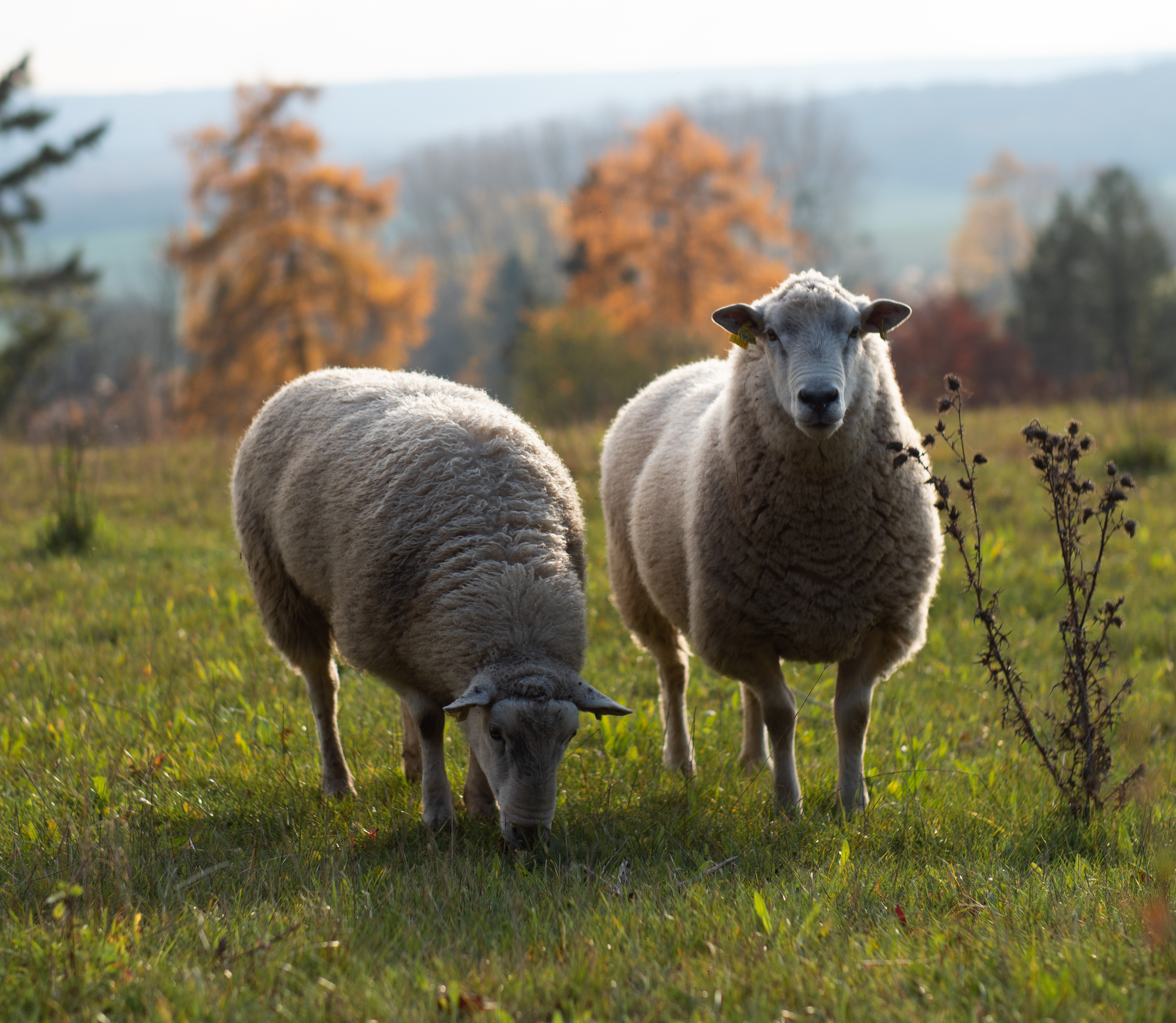 Moutons