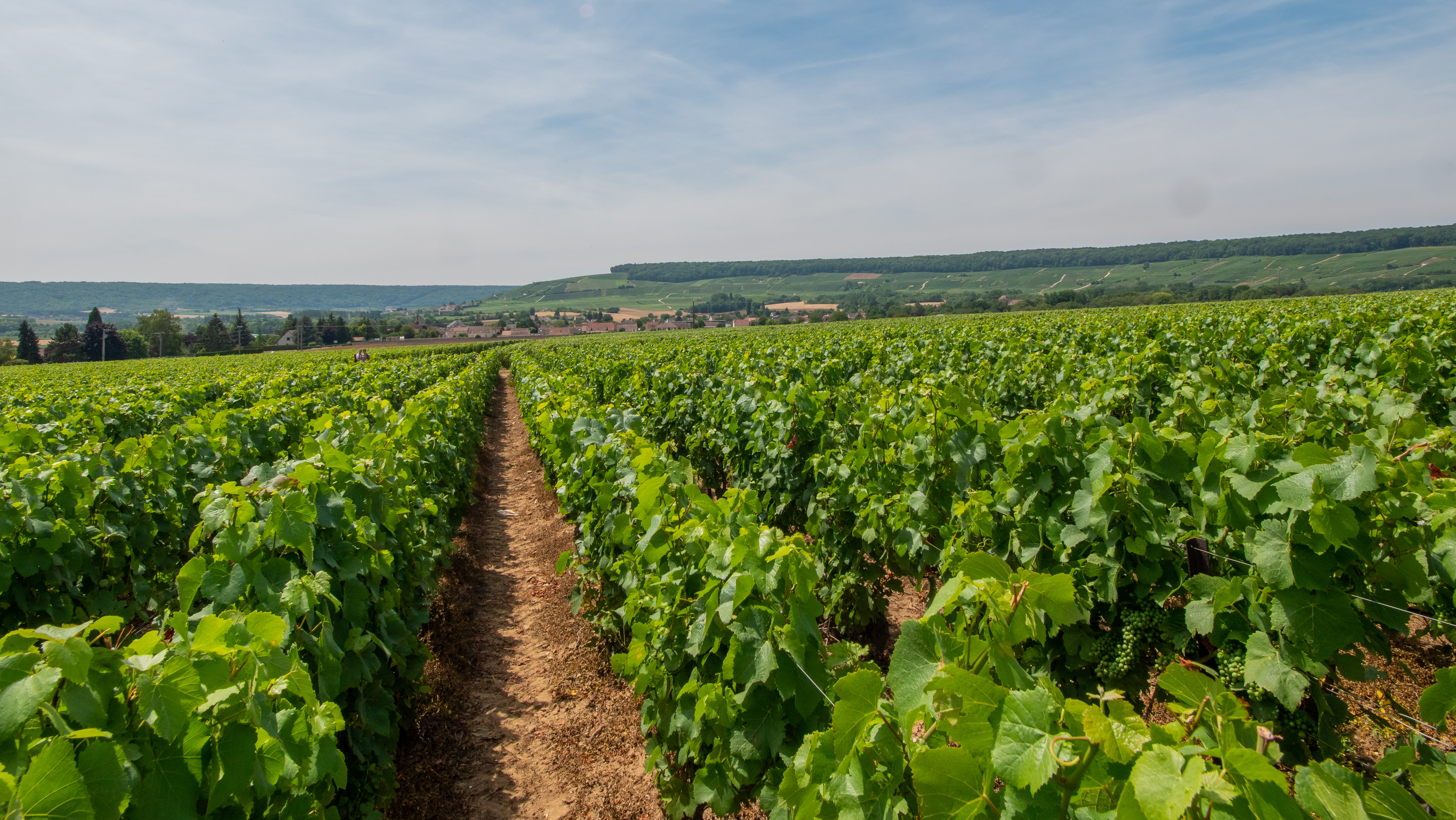 Les-vignobles-a-Trelou-sur-Marne