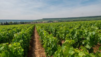 Les-vignobles-a-Trelou-sur-Marne