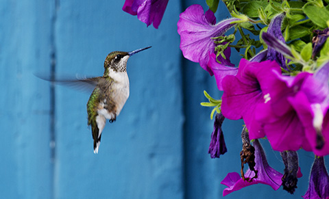 Colibri2