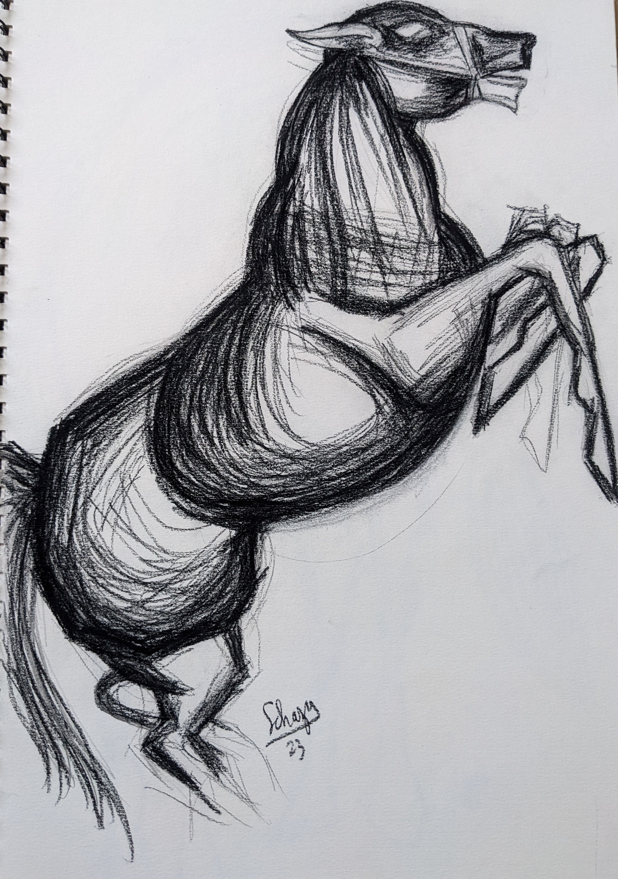 Pxl 20230403 094117072