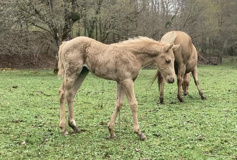 NEVA WOOD GOLD / Quarter Horse fondation / cutting - cowhorse
