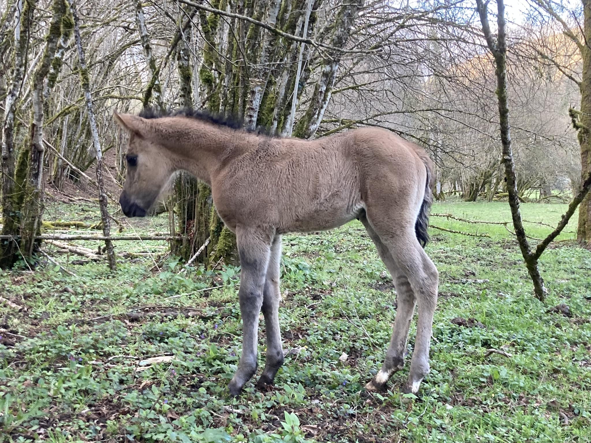 NASH HOLLYWOODJACK / AQHA 92% NFQHA fondation / grullo / ranch cattle