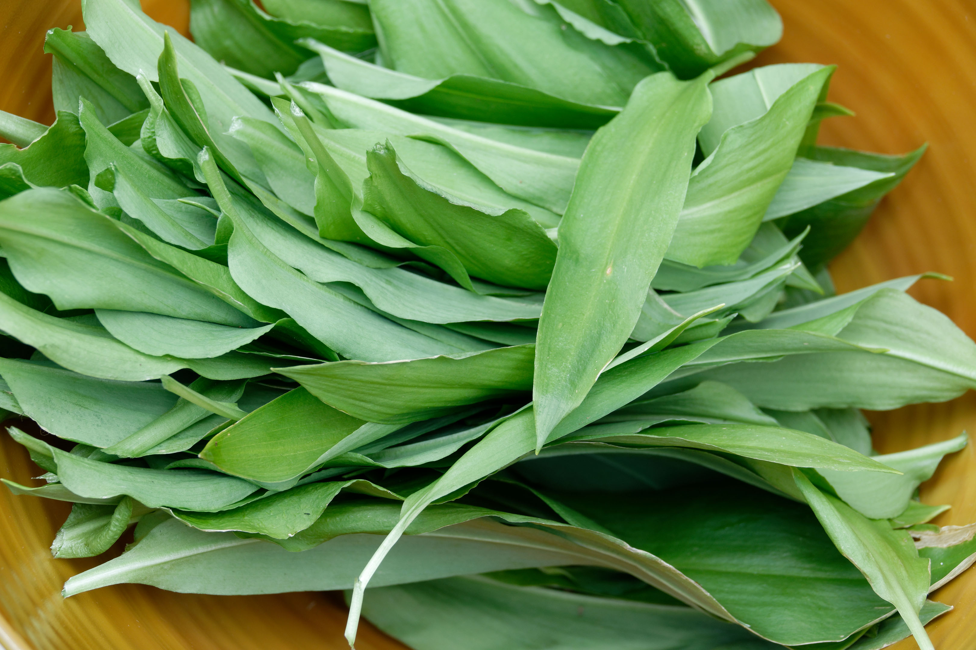 Pesto à l'ail des ours