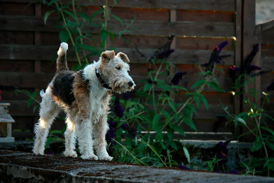 étapes bilan comportemental chien