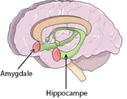 Systeme-limbique-amygdale