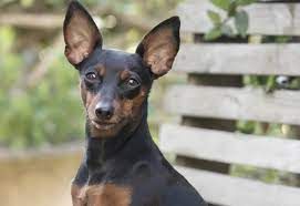 Chien Pinscher en cours d'éducation canine