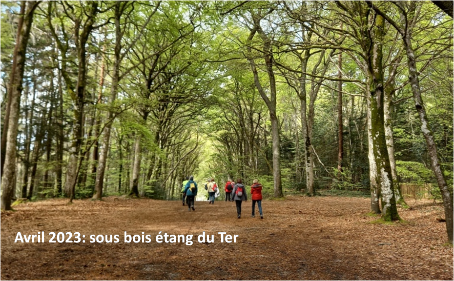 Sous bois du ter