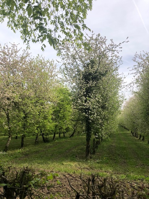 Rando des pommiers 2023 en fleurs