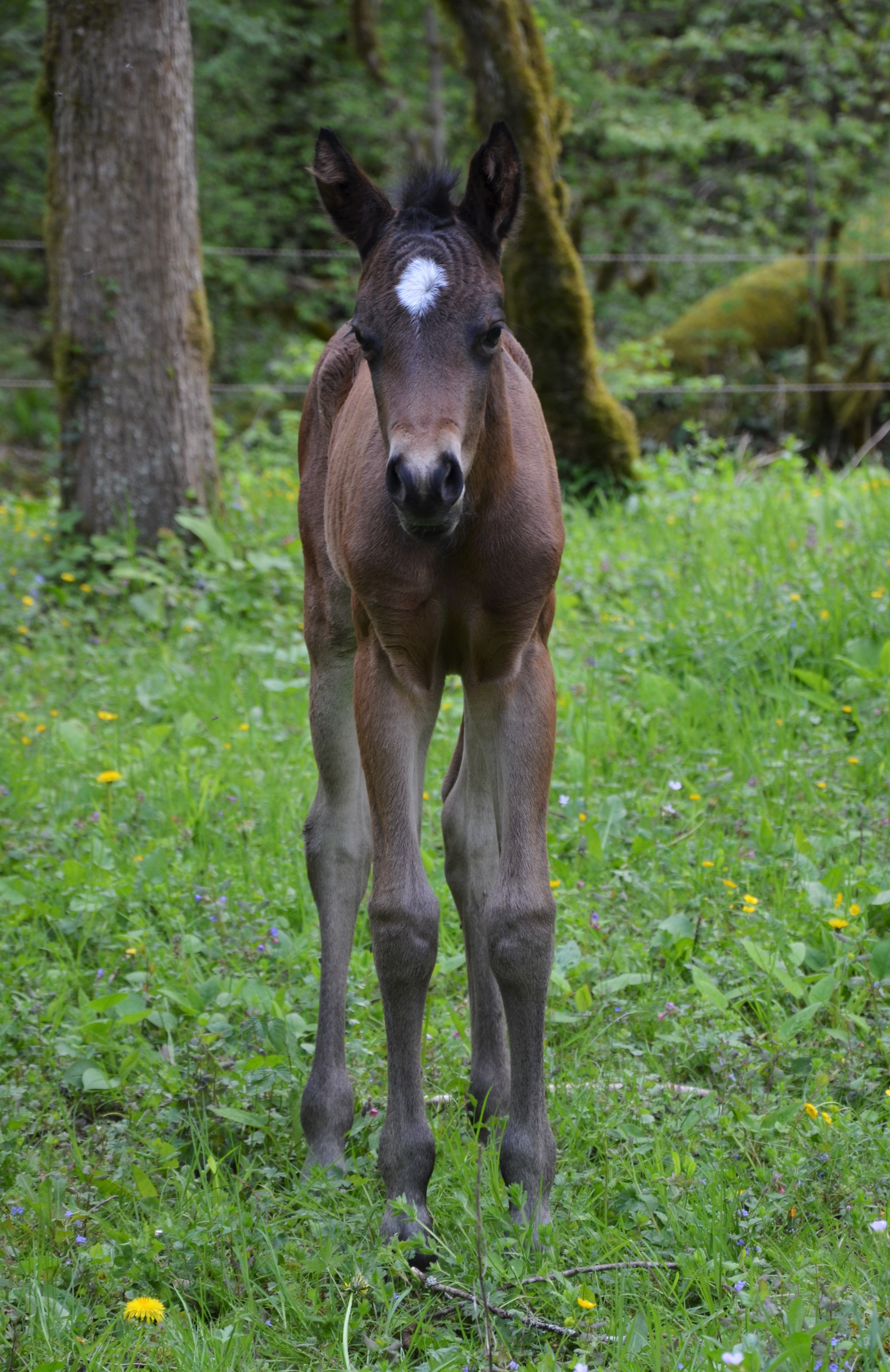 Pouliche 87% NFQHA Fondation versatility ranch