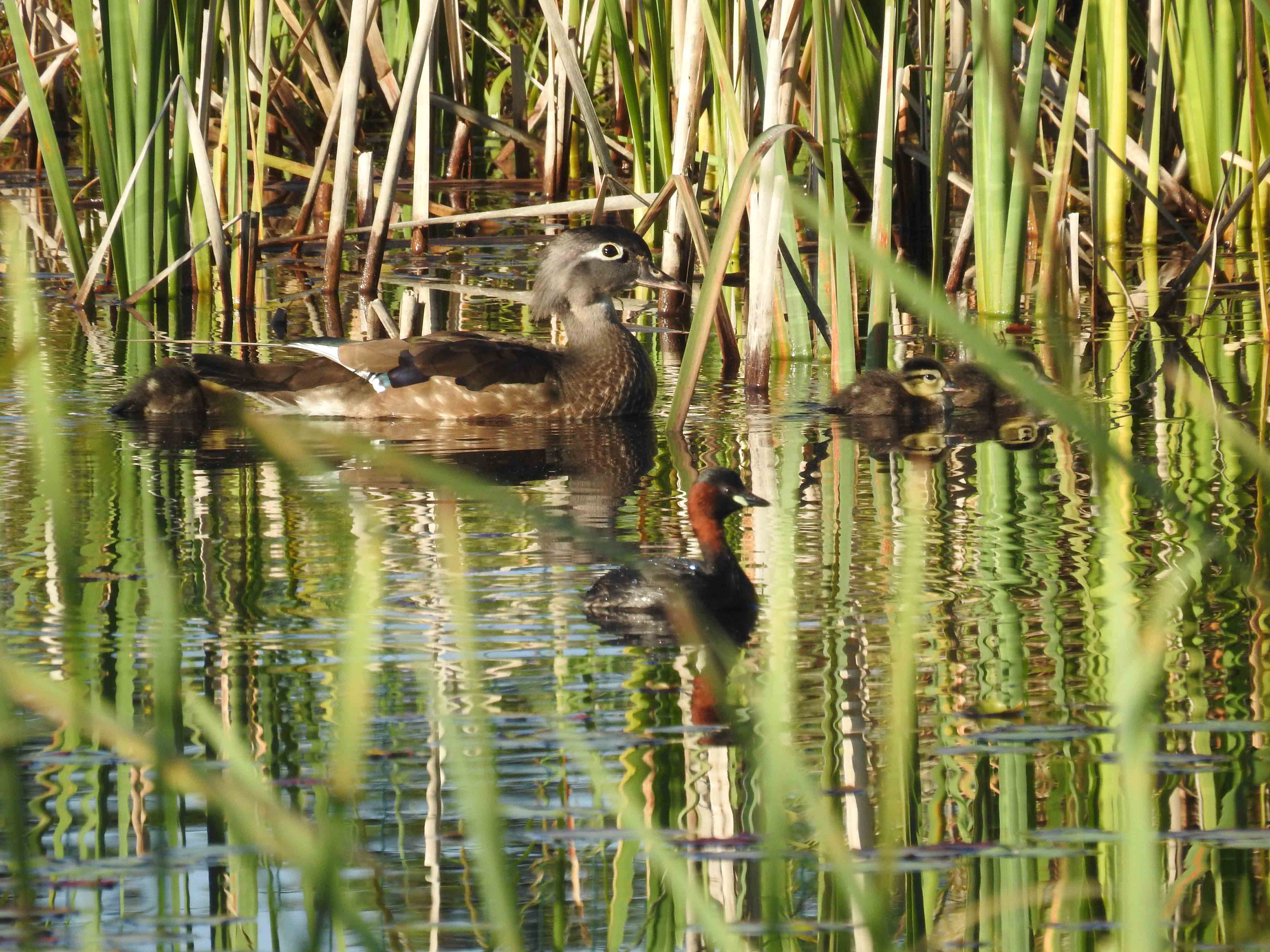 Carolin-poussins-et-Grebe-castagneux-light-Site