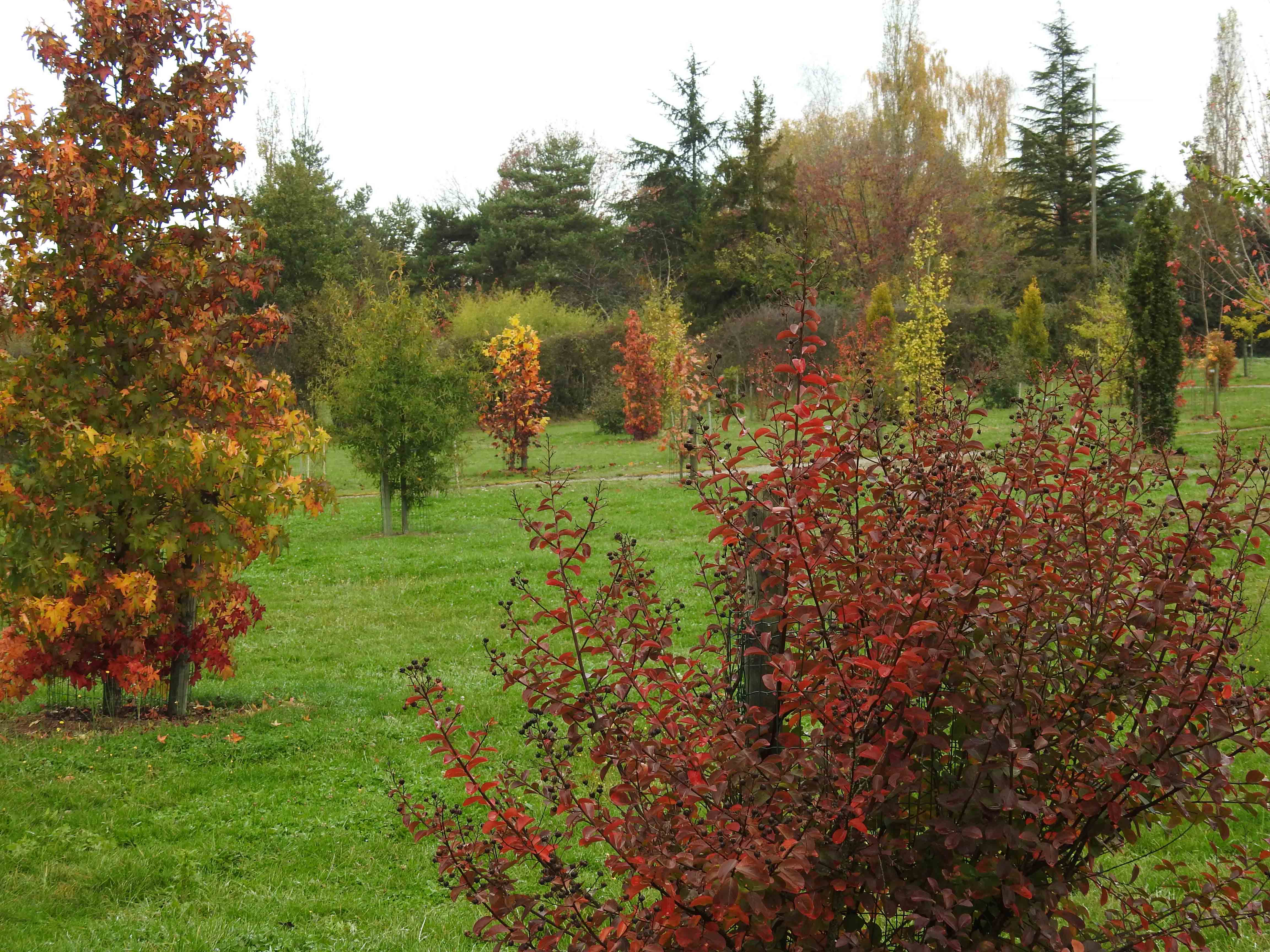Arboretum-1-Light-Site