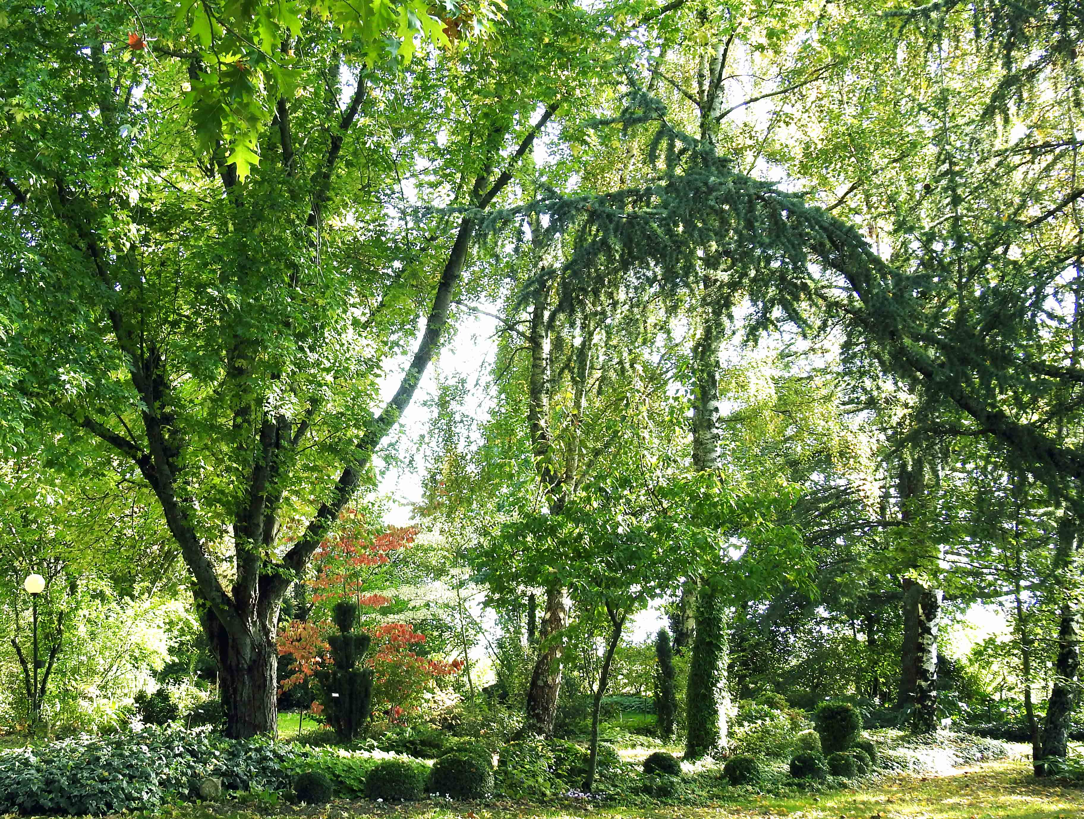 Petits-buis-arbres-Light-Site