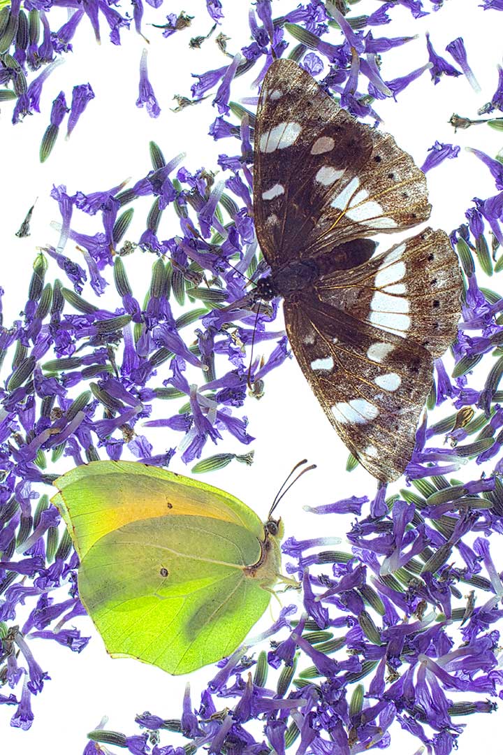 Lavandes papillons rencontre